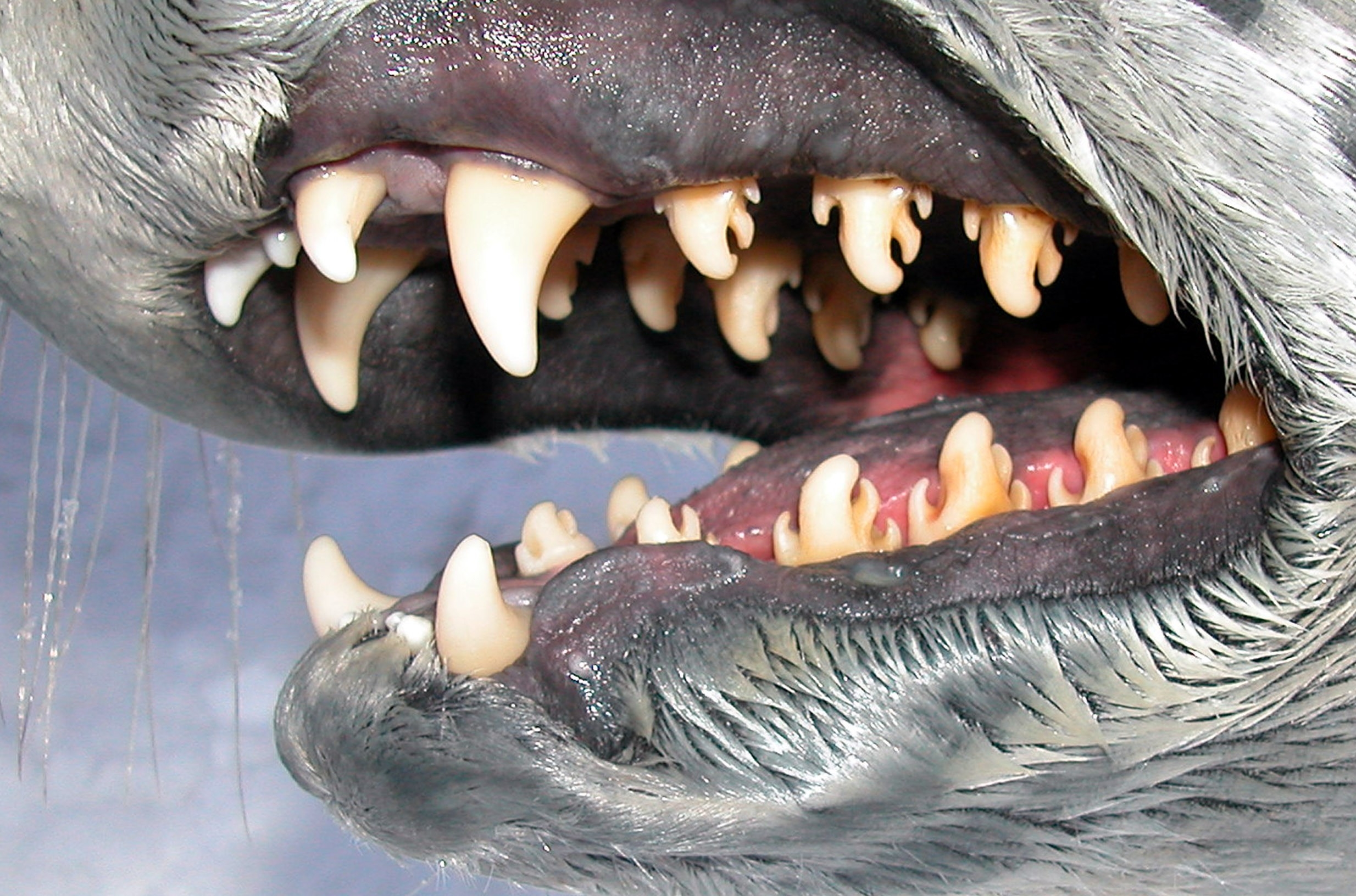 Зубы тюленя. Самые острые зубы у животных.