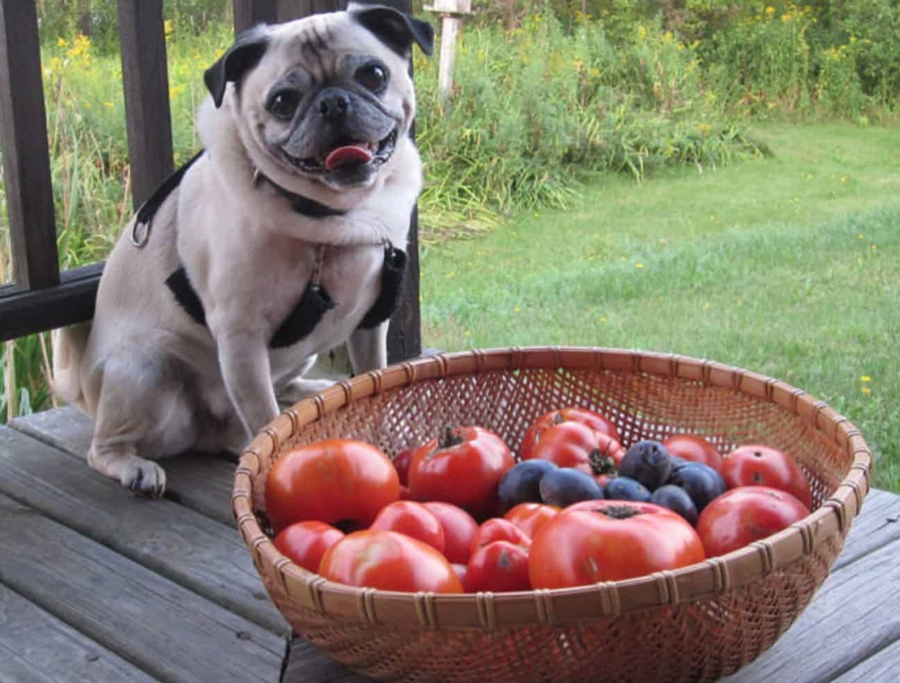 Собакам можно капусту. Собака помидор. Собака и томат. Пес томатный. Собака ест помидоры.