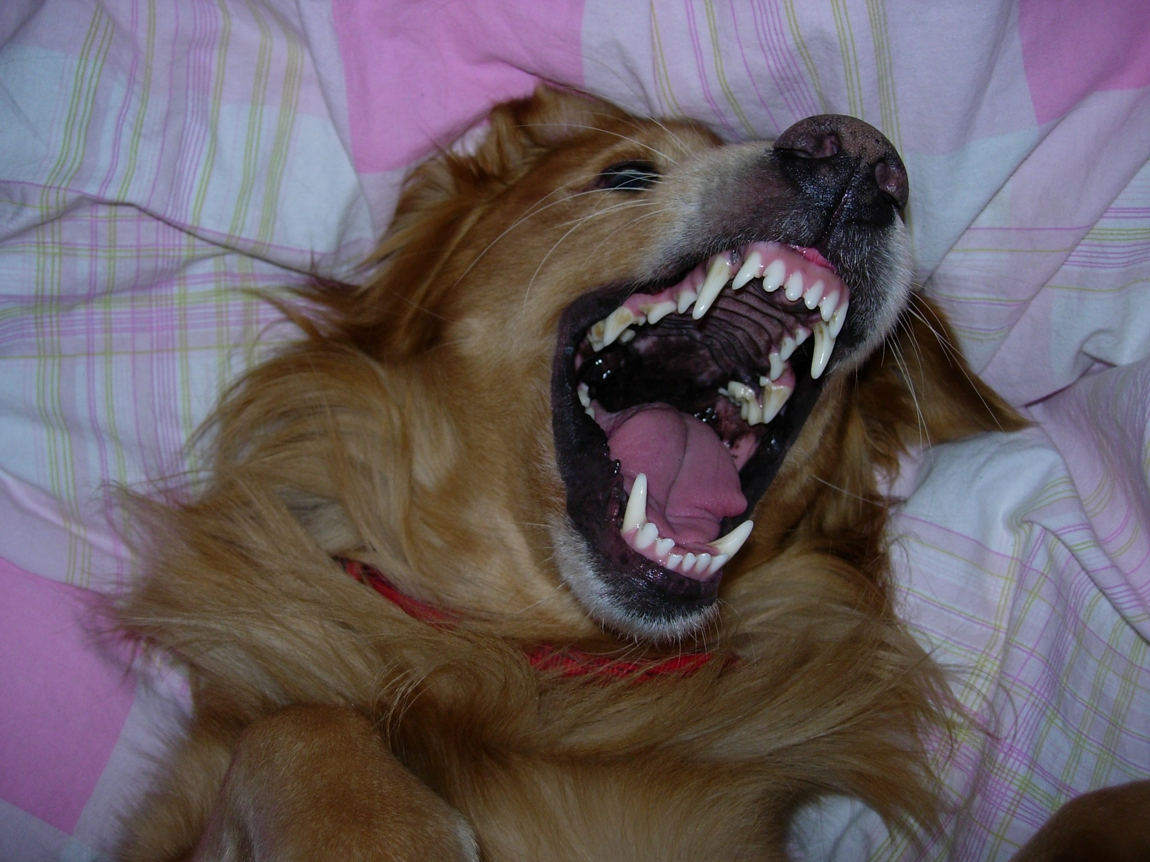 Почему собака зевает. Зевающий пес. Щенок зевает. Собаки которые зевают. Песик зевает.