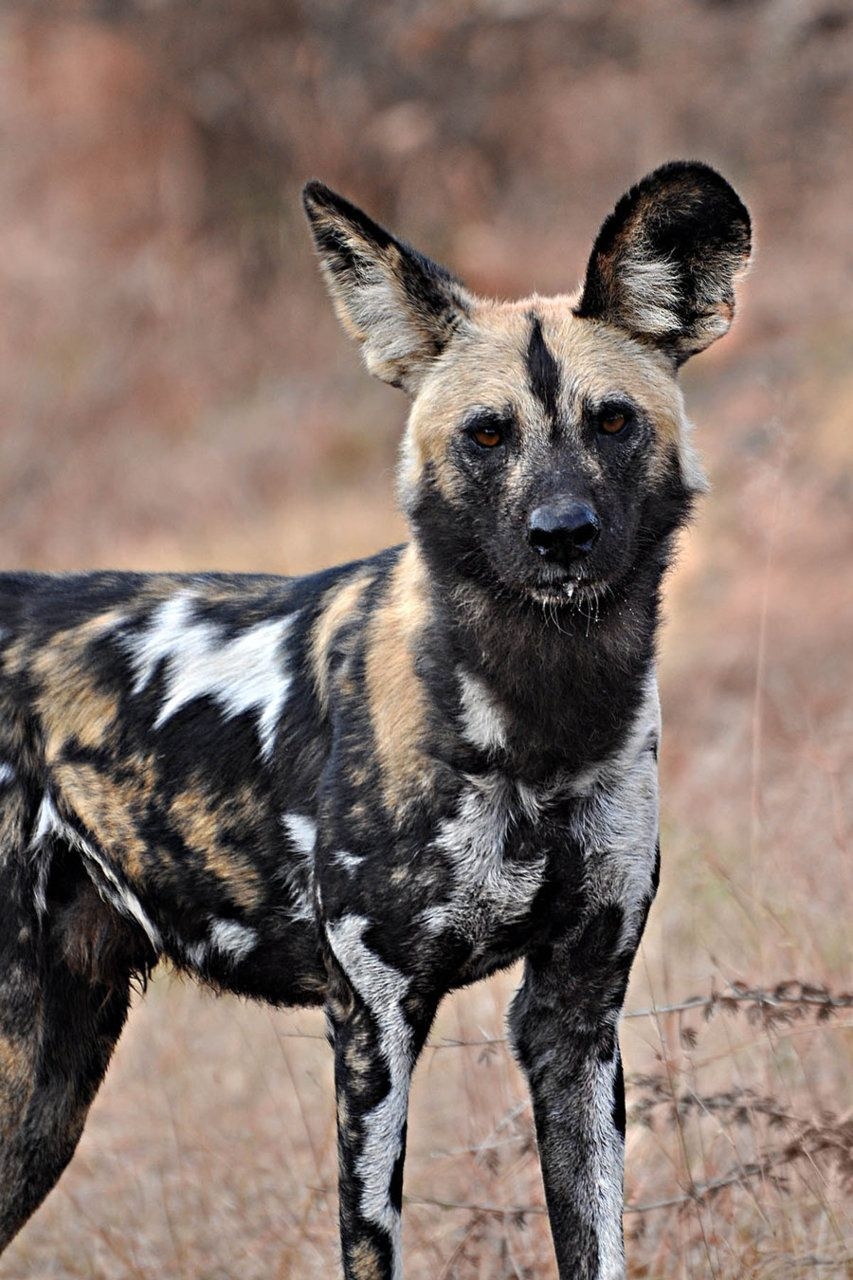 Wild Dogs на русском