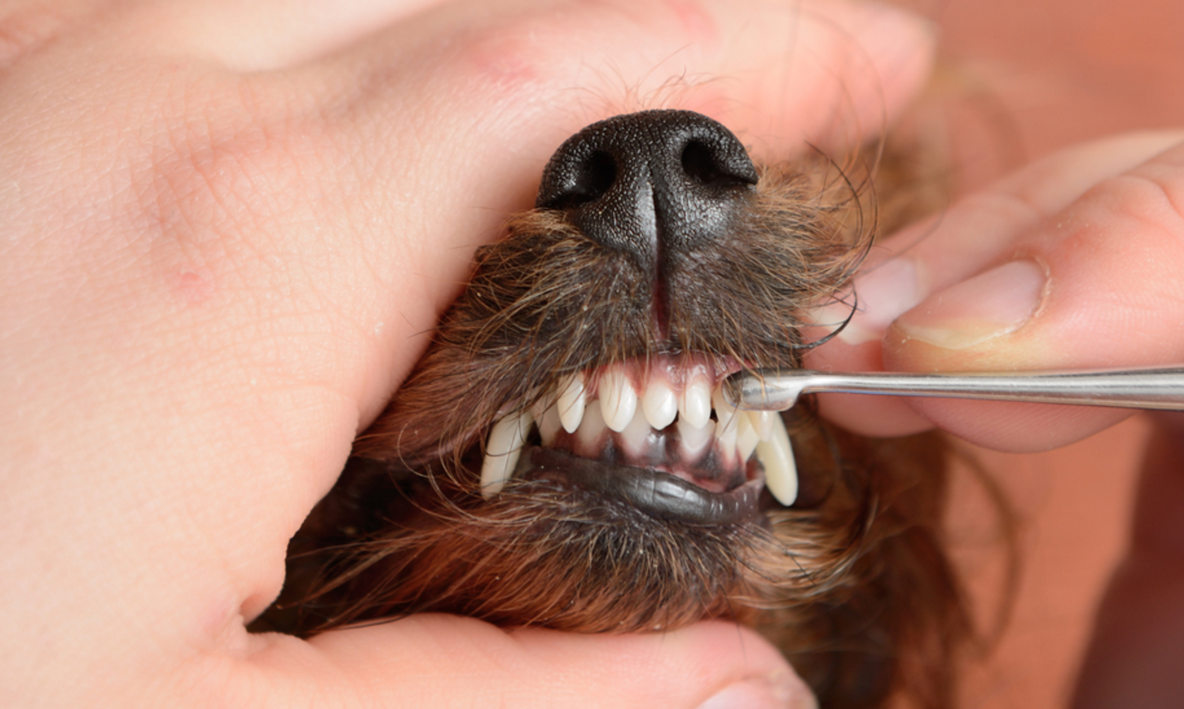 Чистка зубов собакам отзывы. Отодектоз йоркширского терьера. Недокус у йоркширского терьера. Зубы Йоркширский терьер.