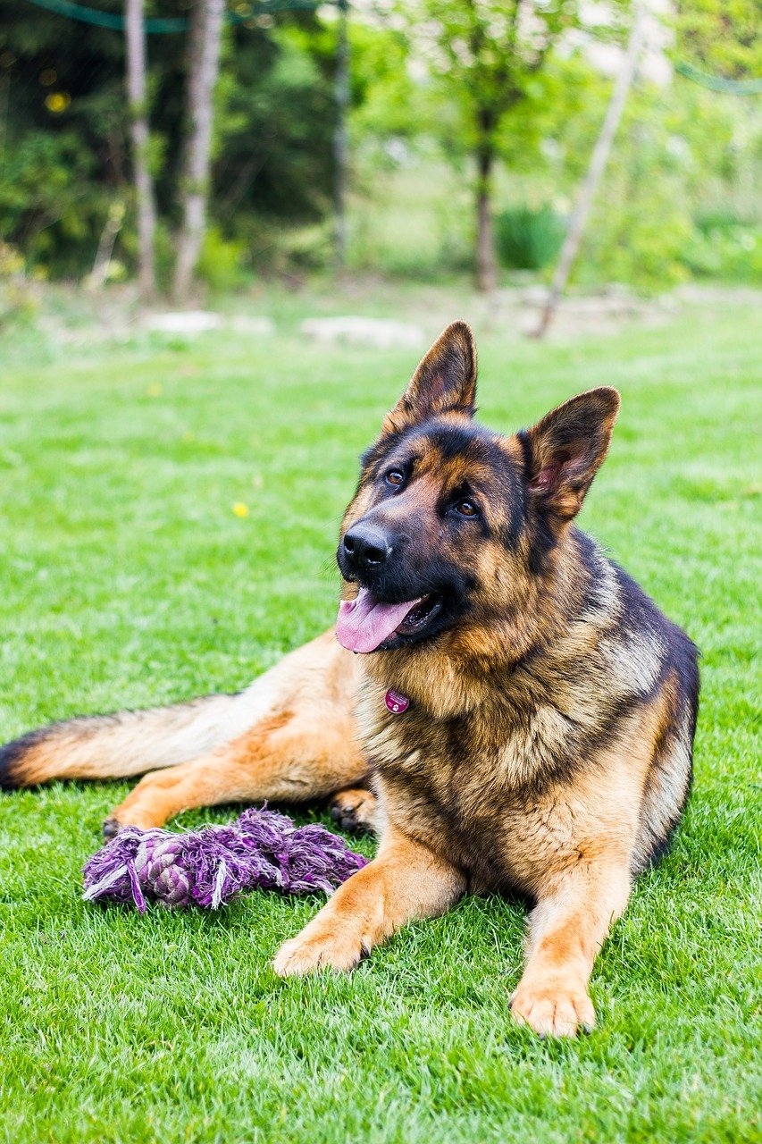 German Shepherd немецкая овчарка