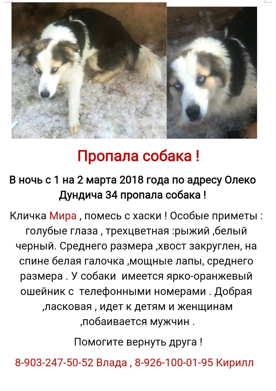 Клички для собак