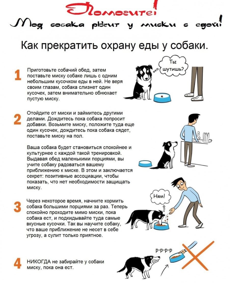 Советы собачникам в картинках