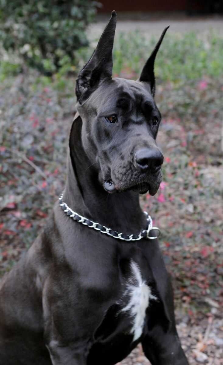Great Dane собака