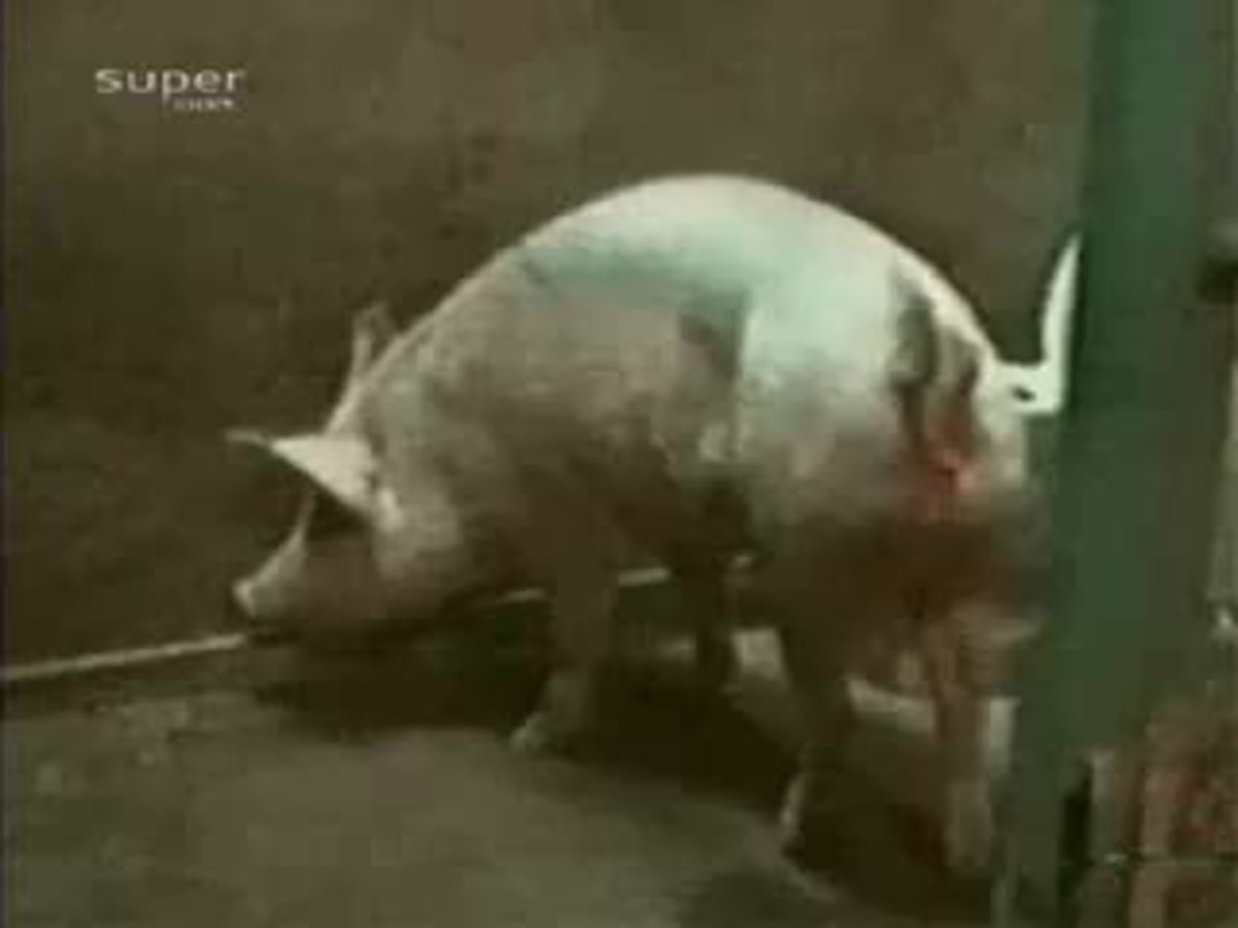 сперма свиней видео фото 85