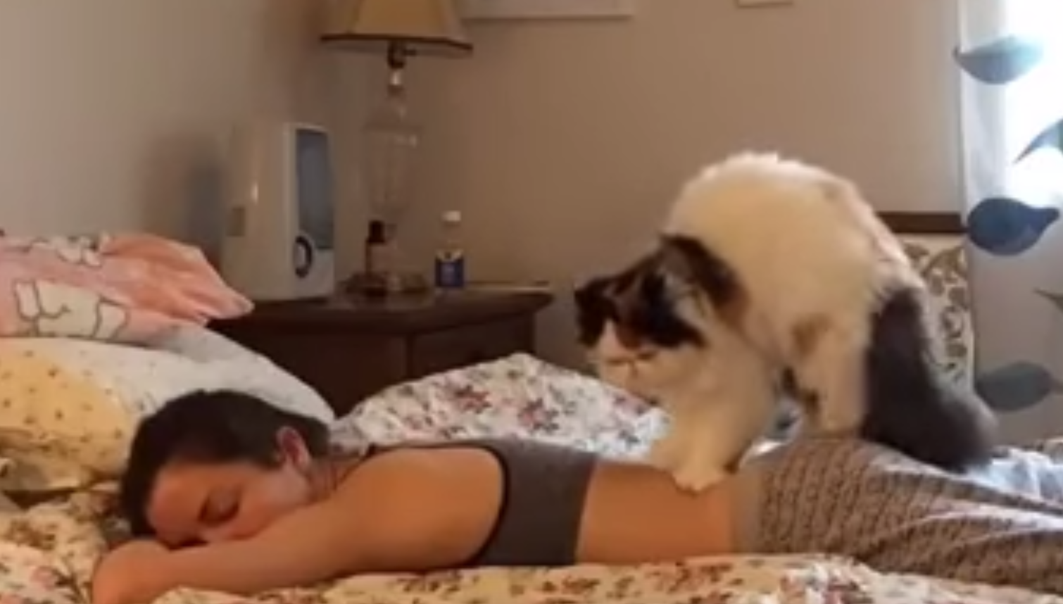 Кот массирует девушку. Кот делает массаж. Кот мнет кота. Гифка массаж кота. Трется об шорты