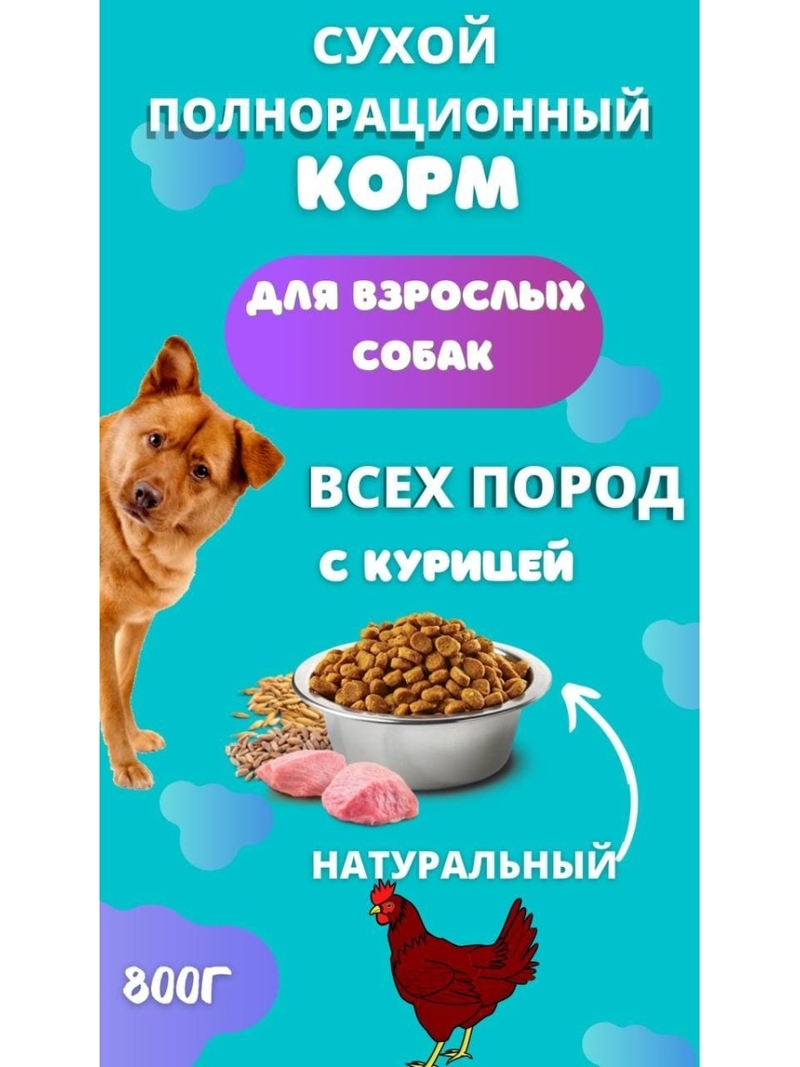 Сухой или натуральный корм (59 фото)