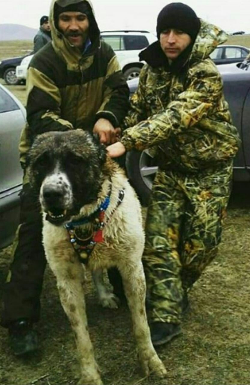 Собака чеченец. Чеченская овчарка. Большая Чеченская собака. У Чеченской собаки самые красивые.