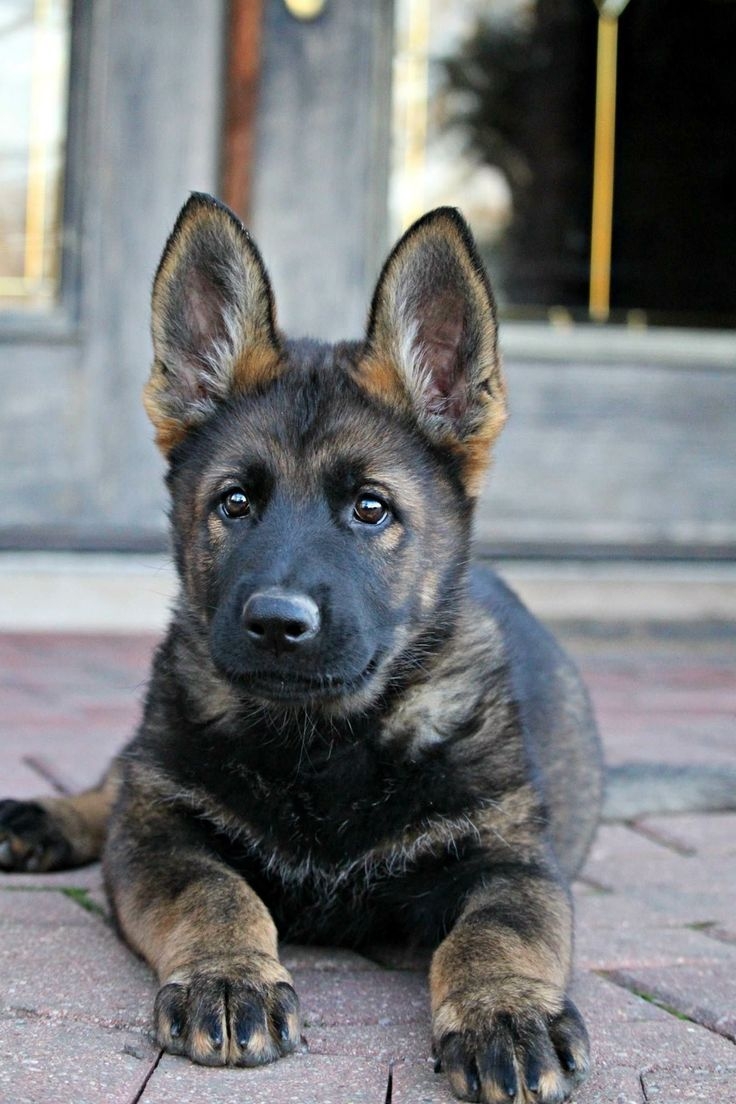 German Shepherd немецкая овчарка щенок