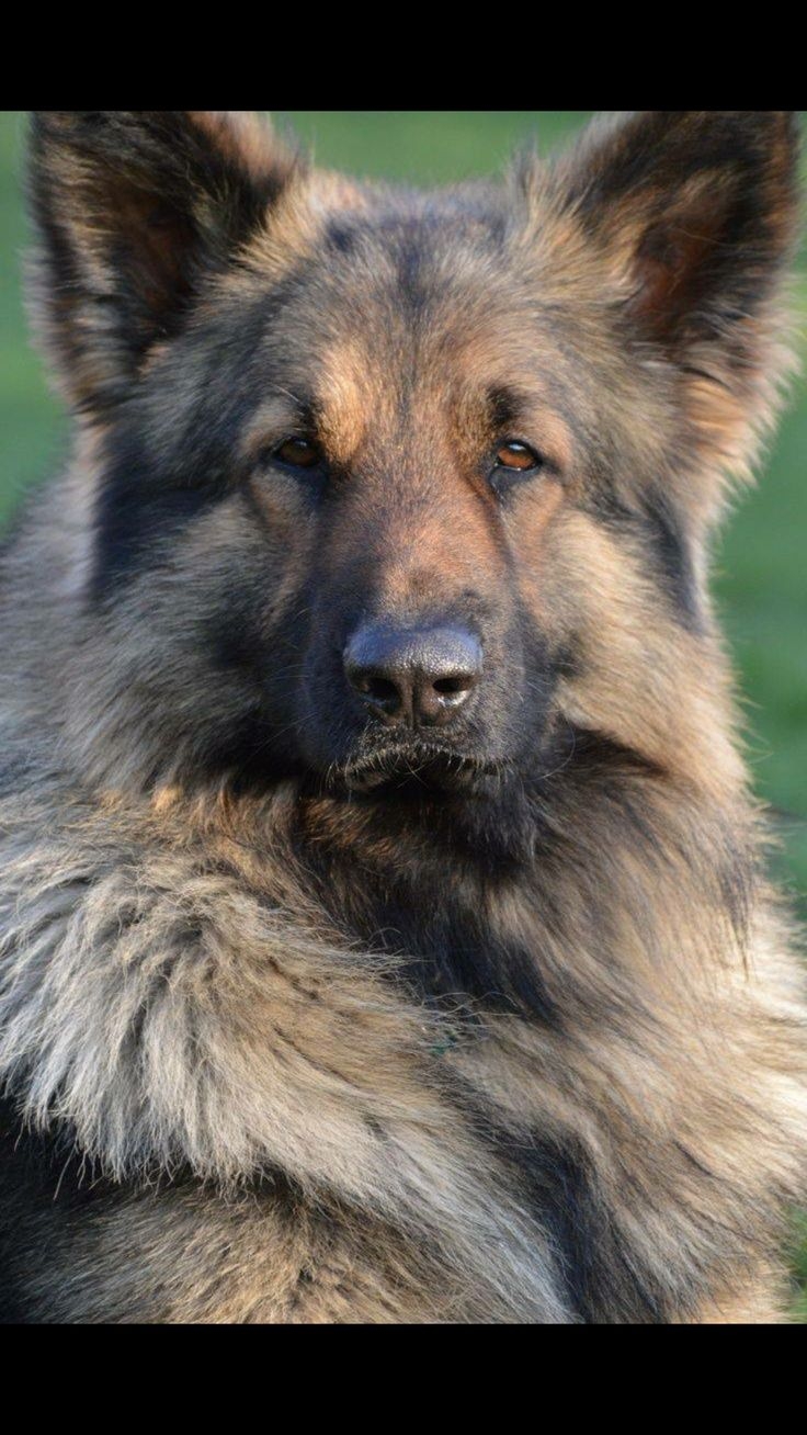 Shiloh Shepherd