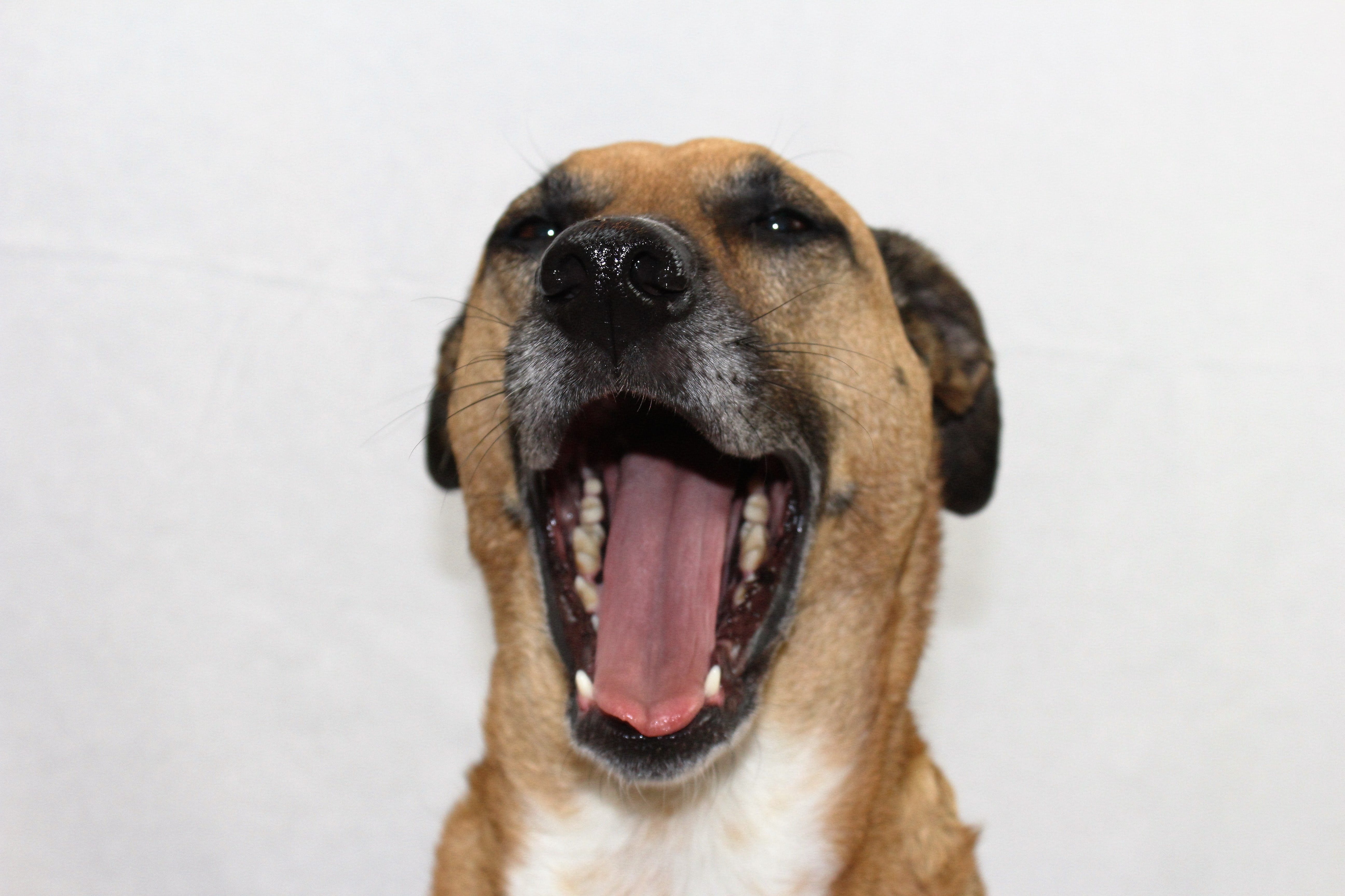 Почему у собаки воняет рот. Собака зевает. Щенок зевает. Собака смешно зевает. Песик зевает.