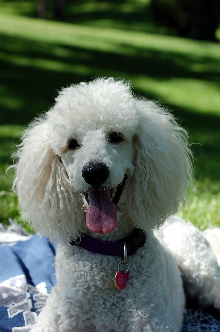 Poodle Kaniş