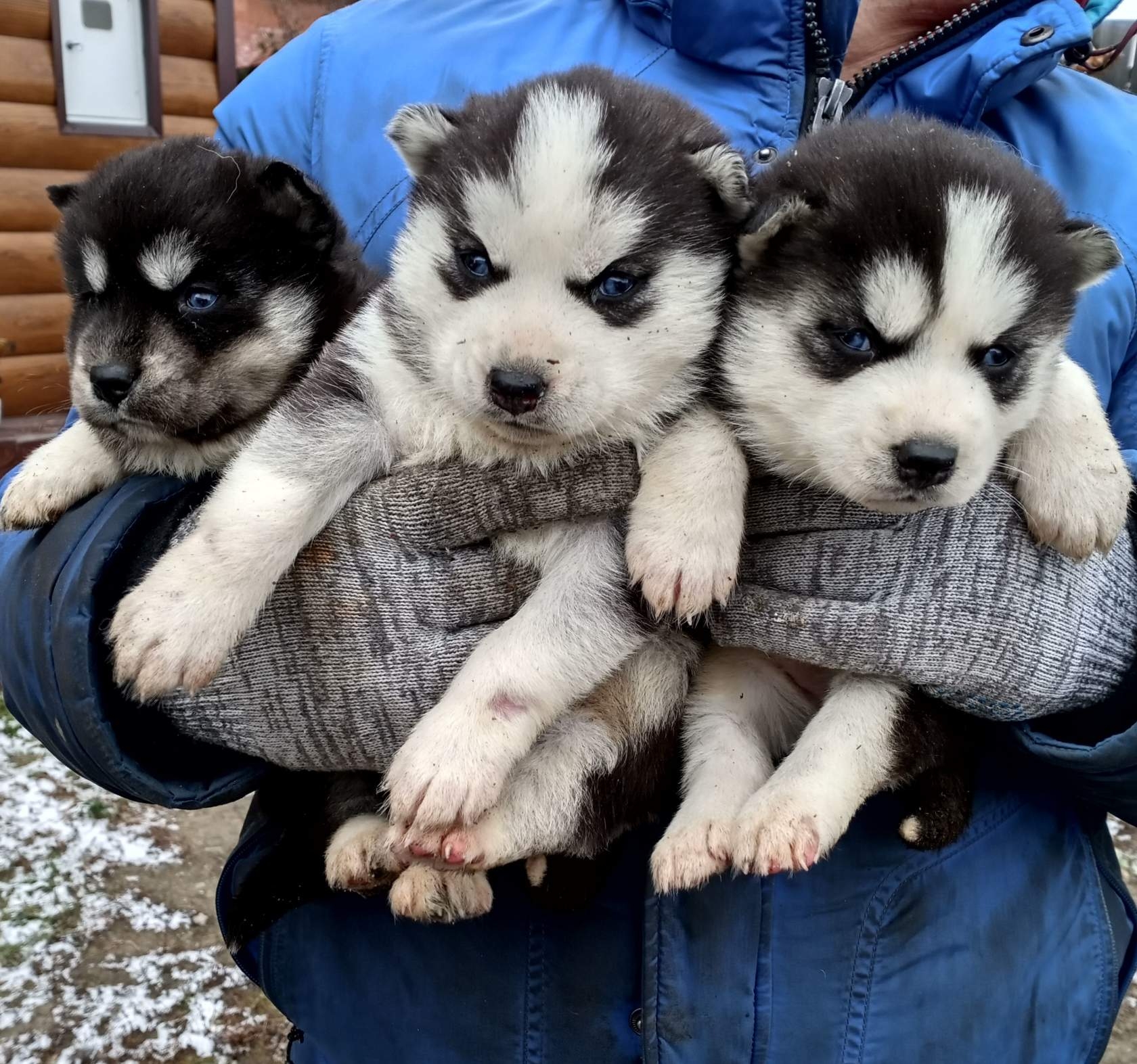 Купить щенка Сибирской хаски в Москве