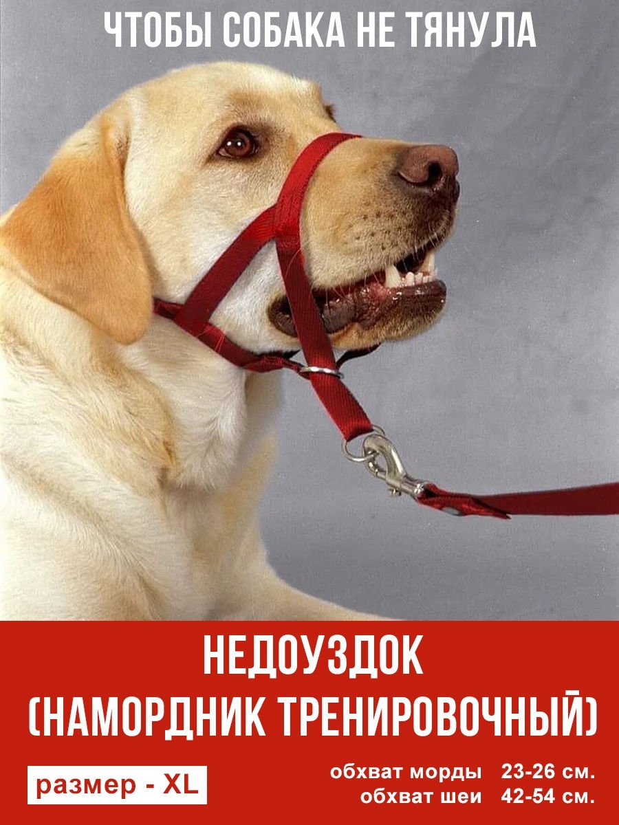 Собака зубами тянет поводок