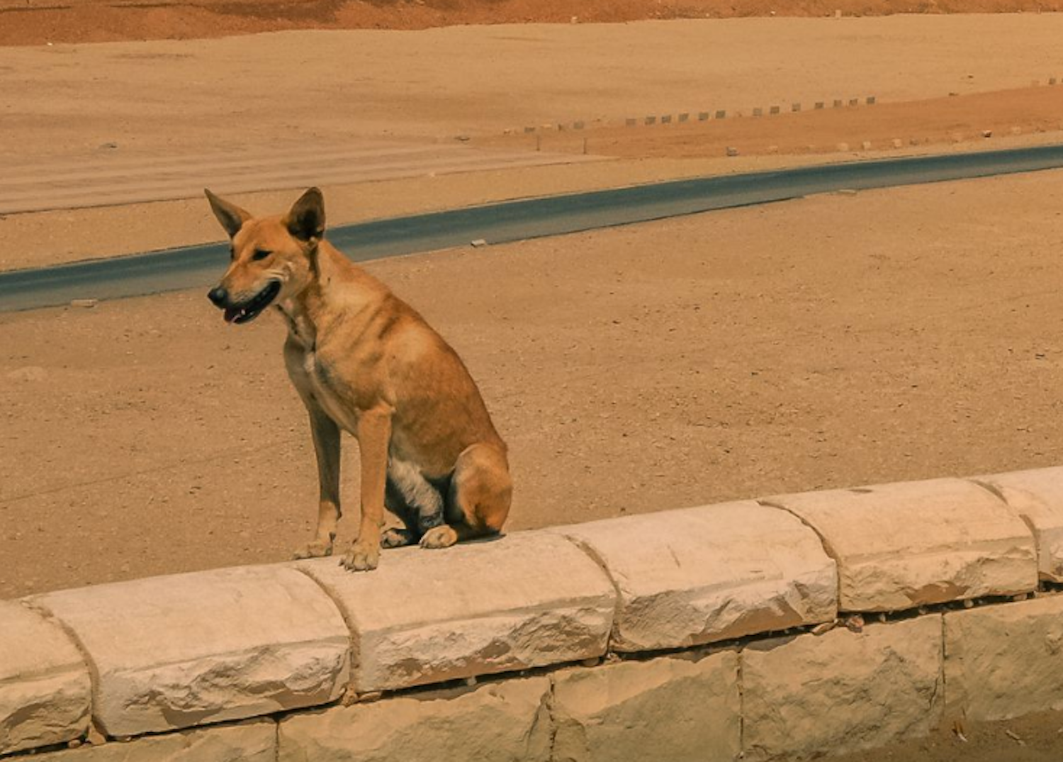 Собаки в египте