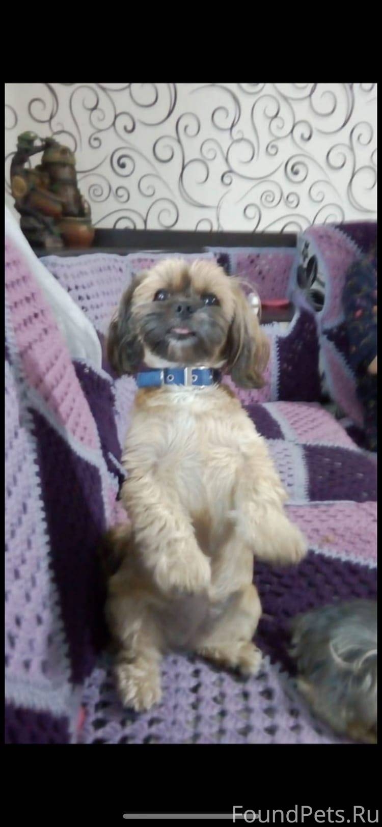 Shorkie Puppies