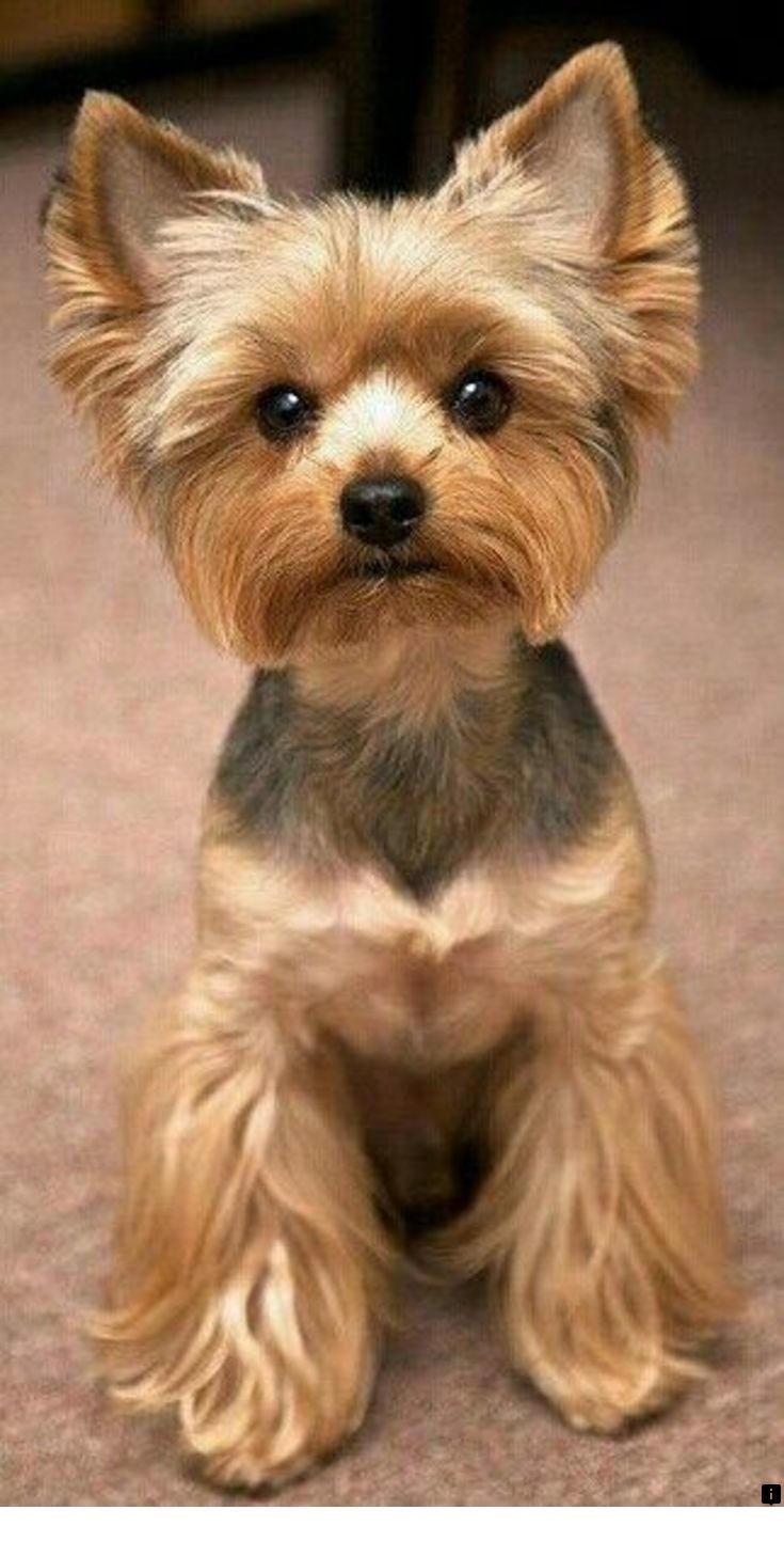 Стрижки Yorkshire Terrier