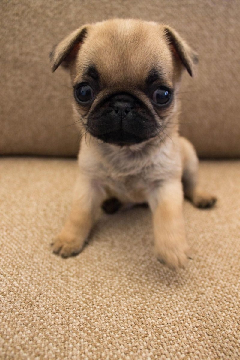 Pug Мопс