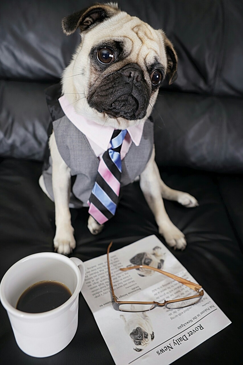 Dawg Мопс