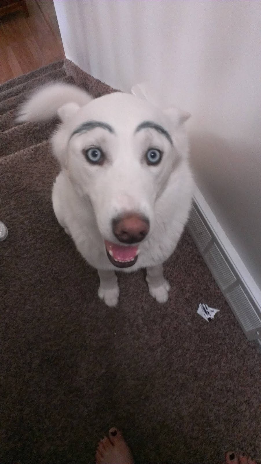 Собака с бровями