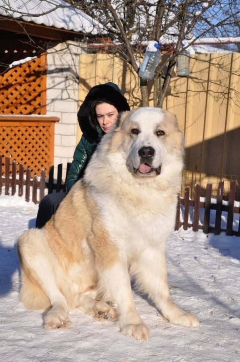 Среднеазиатский алабай