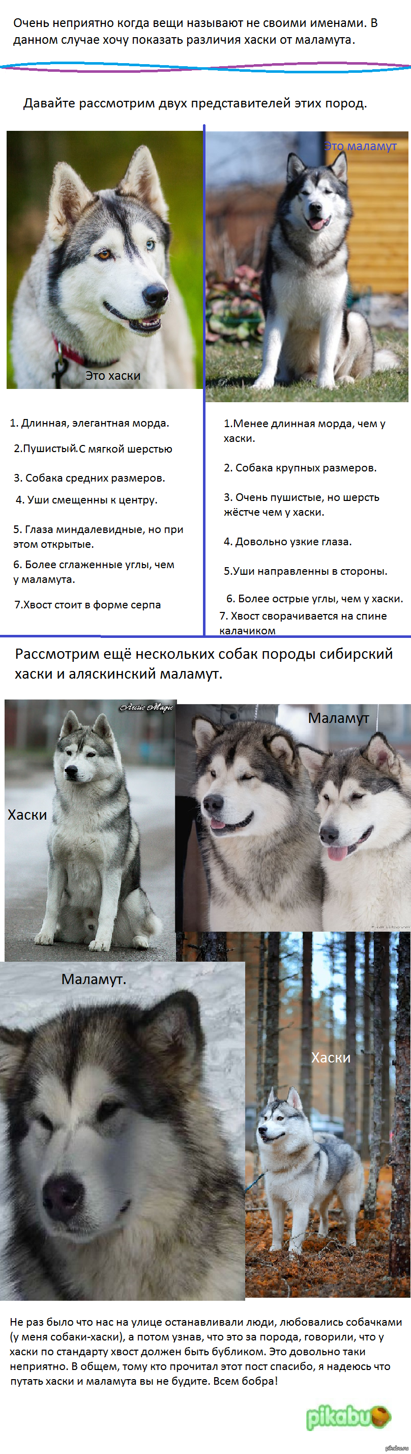 Лайка хаски маламут