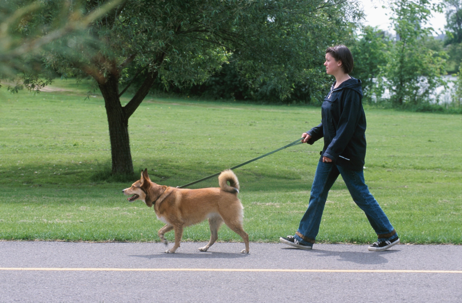Ronda s dog is not long. Прогулка с собакой на поводке. Поводок для собак. Человек выгуливает собаку. Мужчина выгуливает собаку.