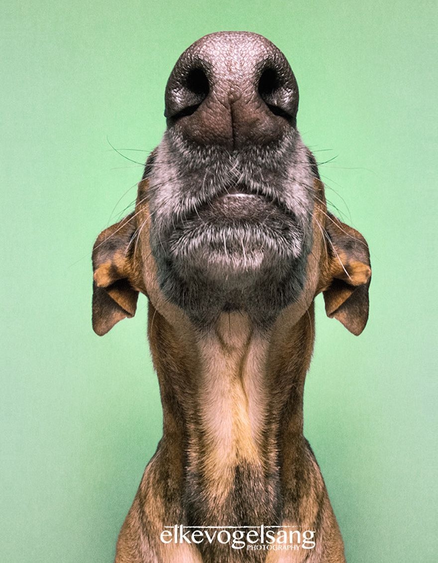 Смешные собачки. Elke Vogelsang собаки. Прикольные собаки. Забивная собака.