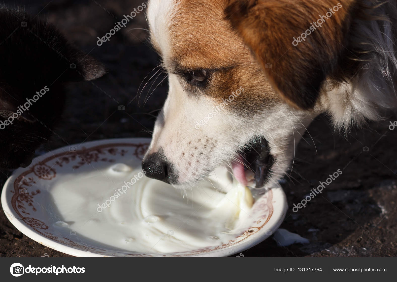 Щенки пьют молоко. Собака пьет молоко. Собака лакает молоко. Собака пьет из миски.