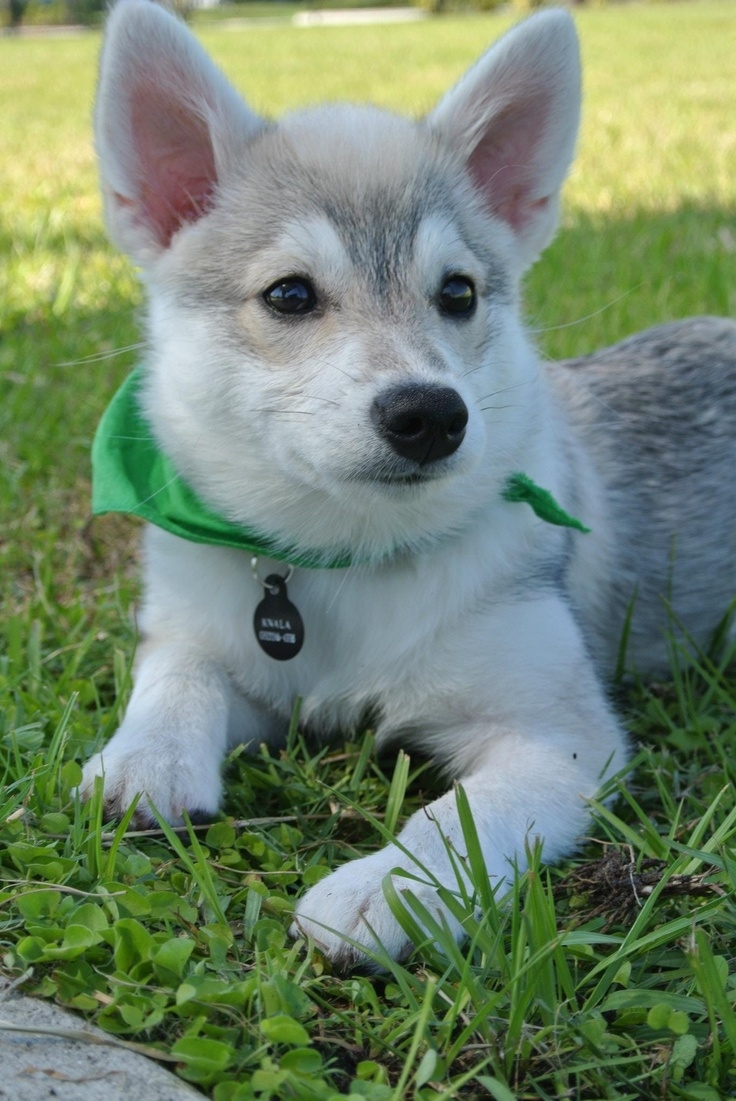 Кли Геншин