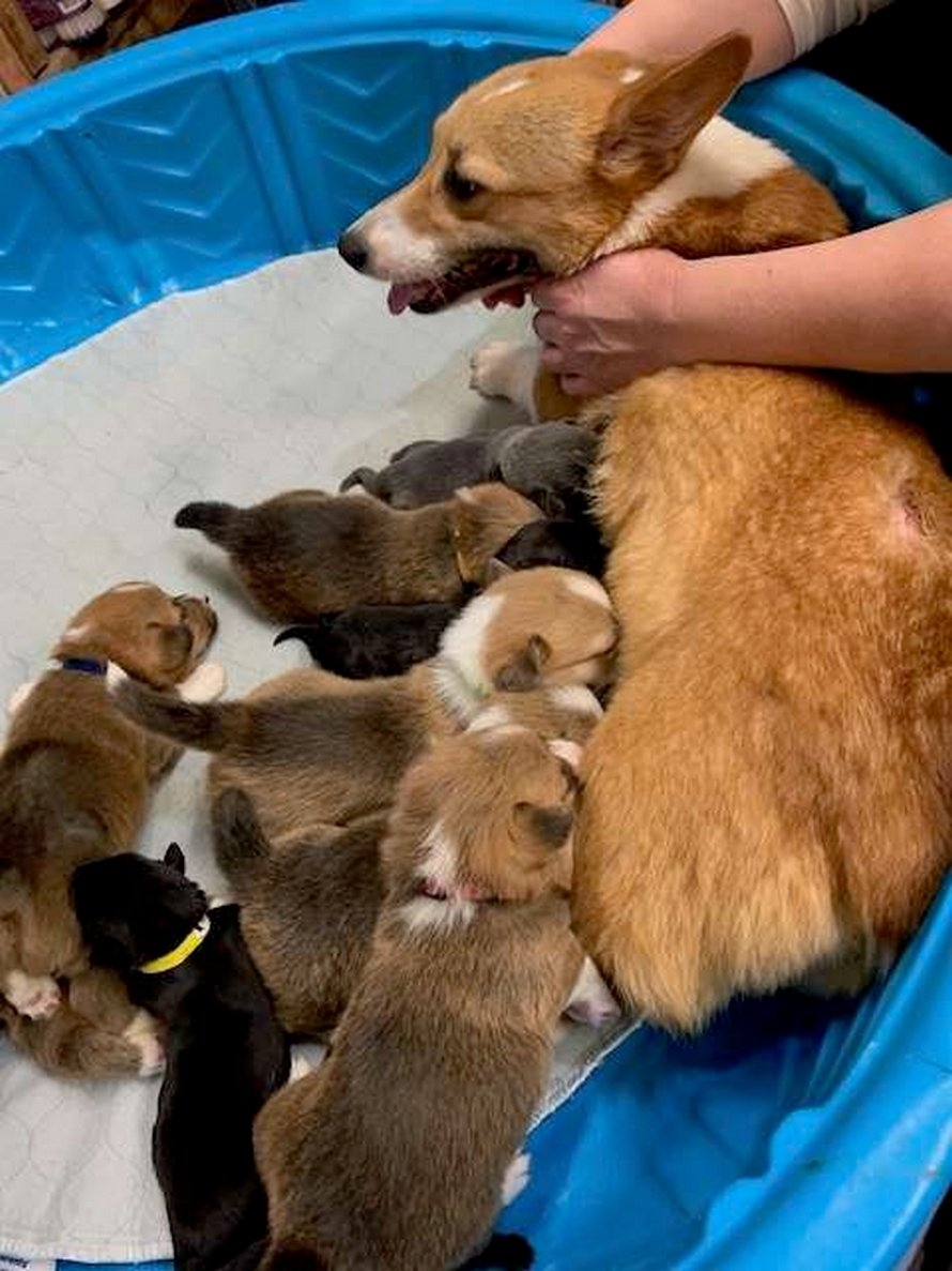 Щенки корги с мамой