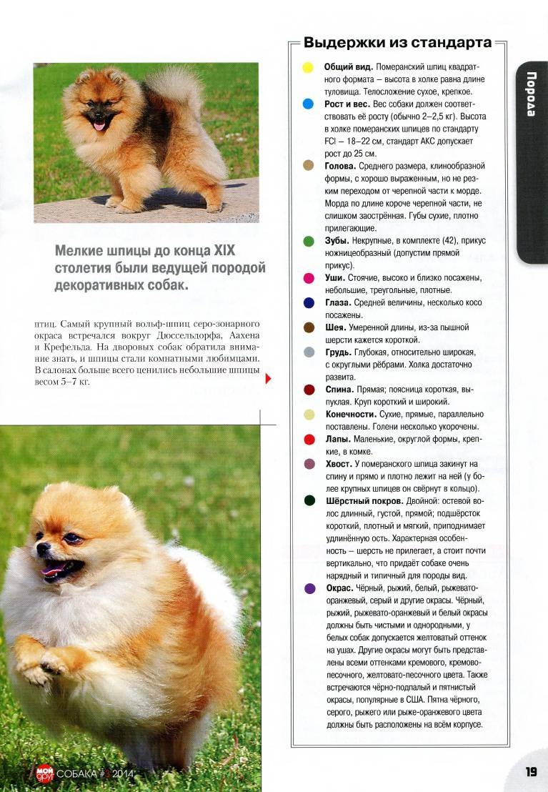 Немецкий шпиц
