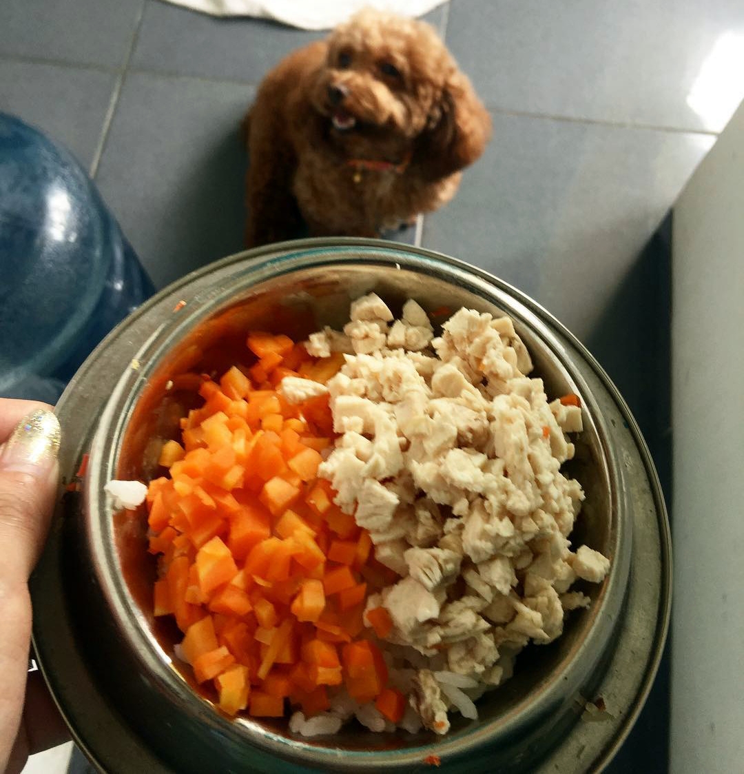 Овощи для щенка. Питание собак. Еда для собак. Овощи для собак. Кормление собак.