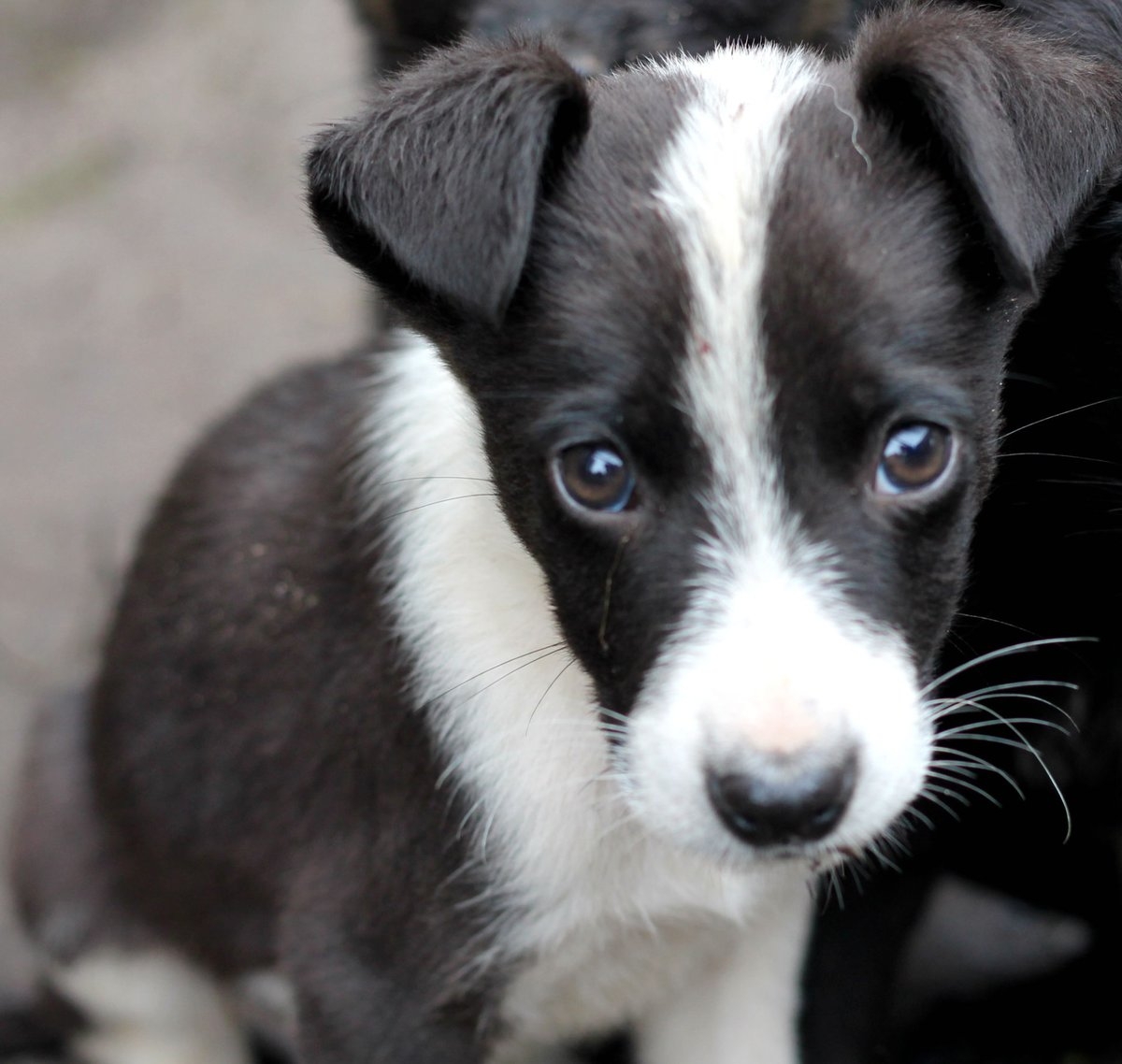Черно белая маленькая собака (60 фото) - картинки sobakovod.club