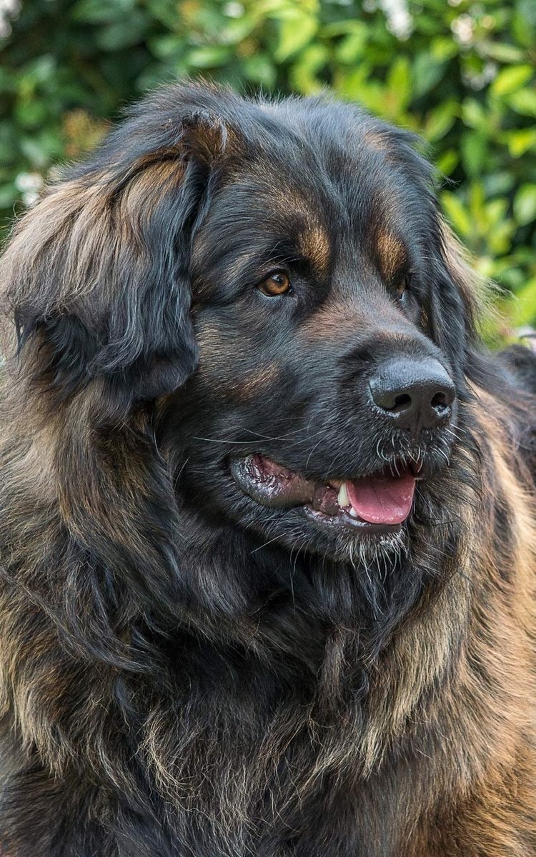 Лимбергер собака