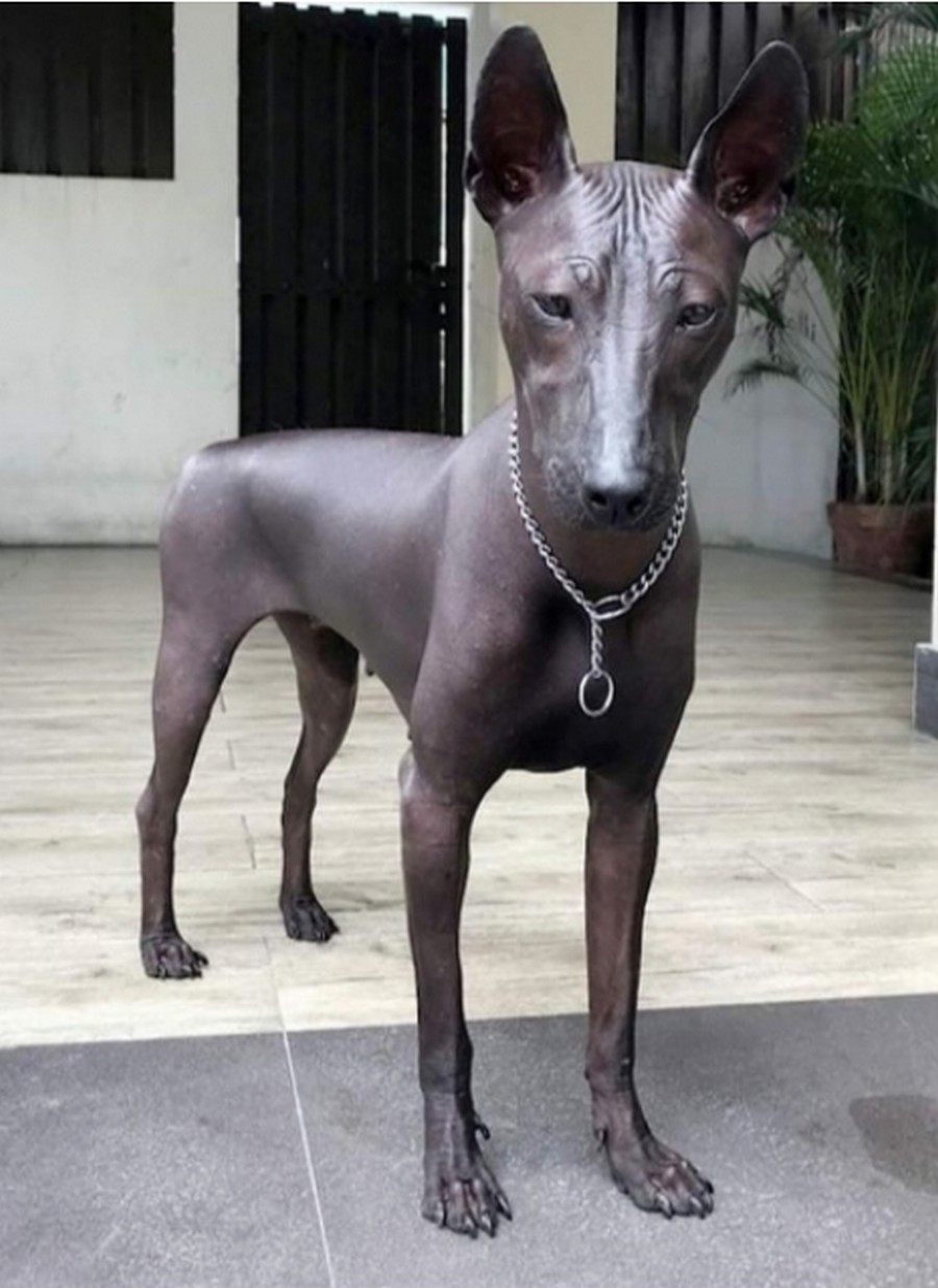 Мексиканский ксоло
