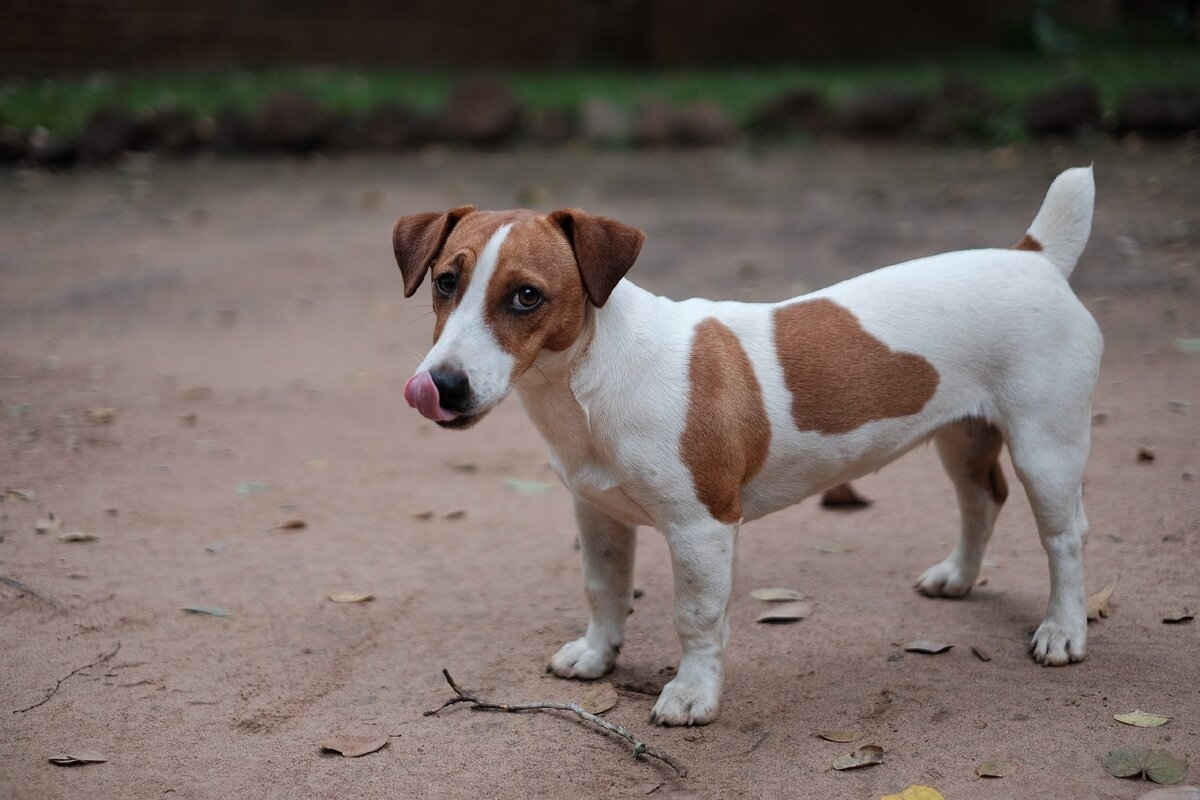 Собака с коричневыми пятнами порода (58 фото) - картинки sobakovod.club