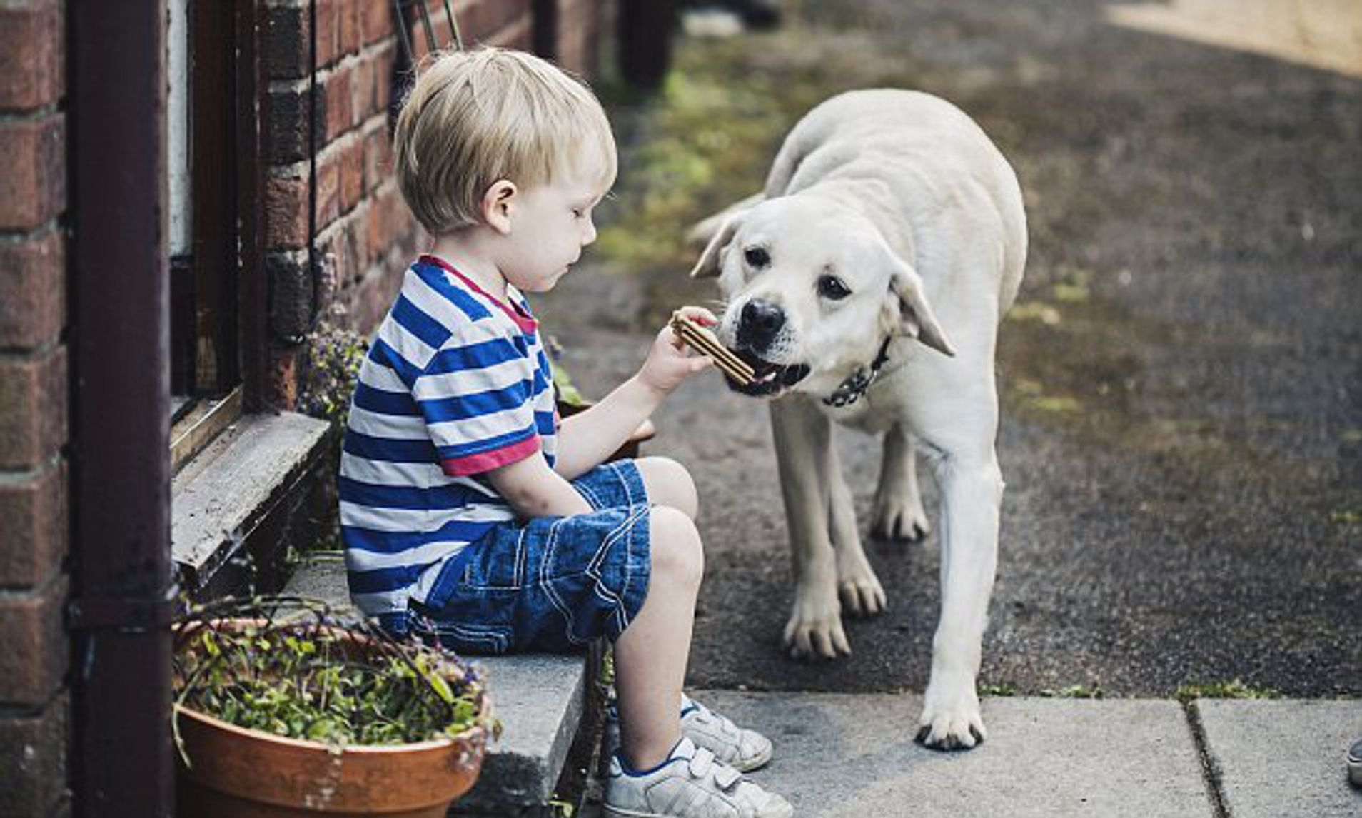 Ребенок жил с собакой. Ребенок гладит собаку. Собака для детей. Мальчик с собакой. Мальчик кормит собаку.