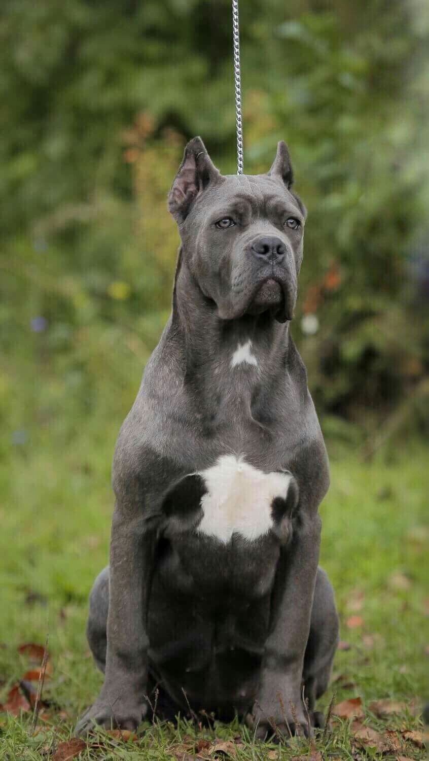 Кане Корсо