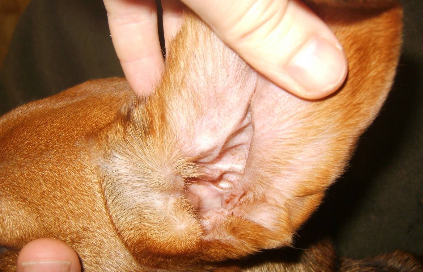 Как чистить параанальные железы у собак. Отодектоз отит у собак. Отодектоз (ушная чесотка). Ушной клещ у собаки отодектоз. Параанальных желез у кота.