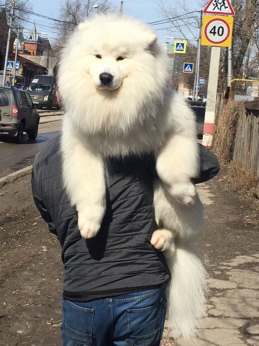 Самоедская лайка взрослая
