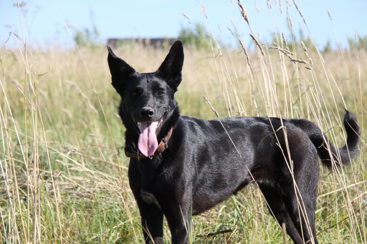 Черная собака с большими ушами порода (74 фото) - картинки sobakovod.club