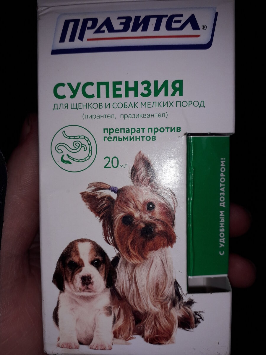 Мезоцестоидоз плотоядных