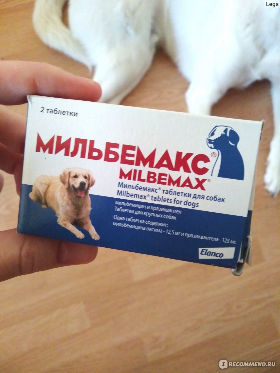 Лямблии переносчики болезней