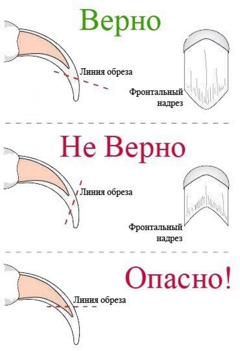 Стриженые ногти у собаки