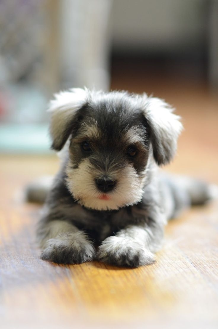 Miniature Schnauzer Puppies $400