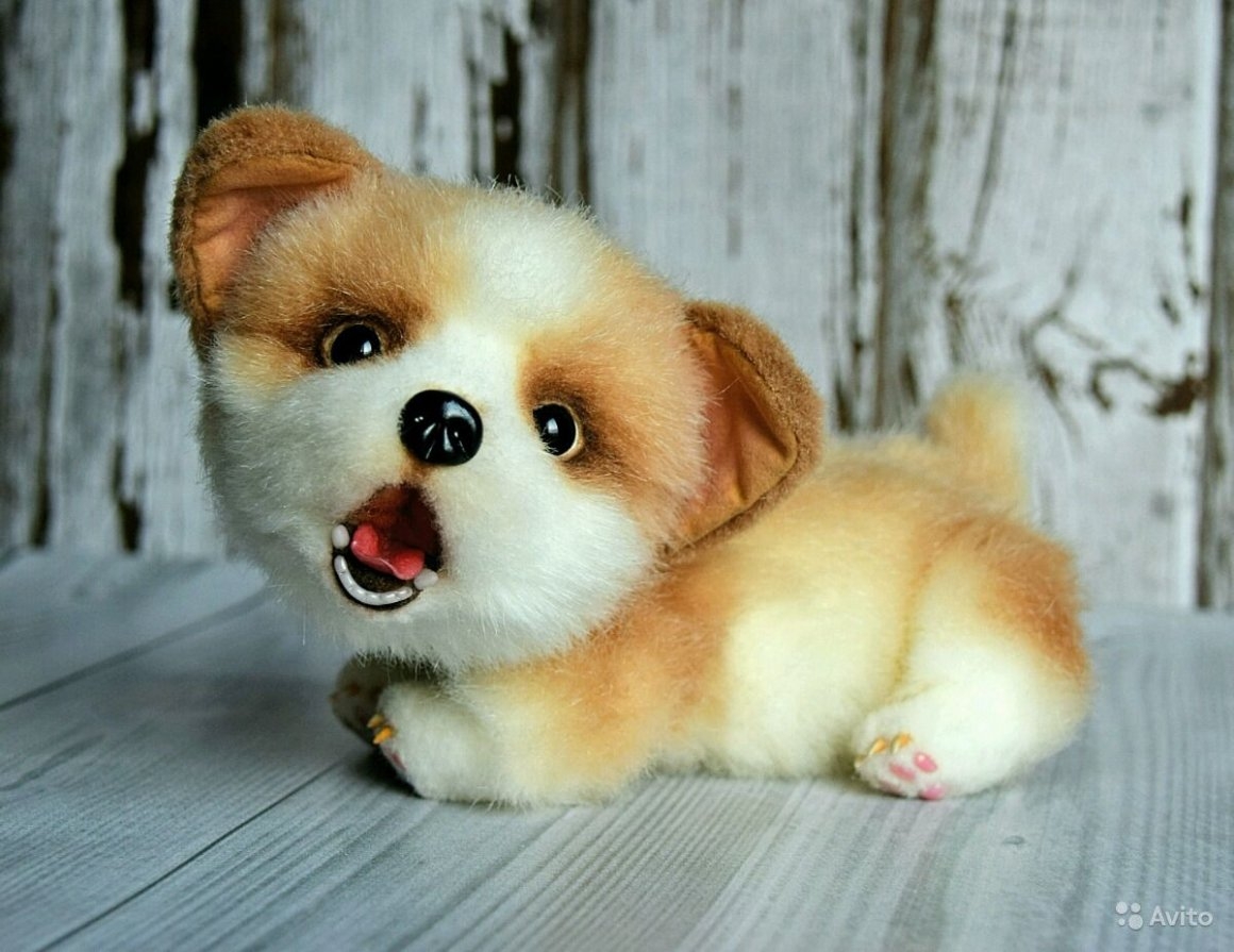 Собака похожая на игрушку. Маленькие плюшевые собачки. Собака похожая на игрушку порода. Плюшевая собака порода. Маленькая плюшевая собачка порода.