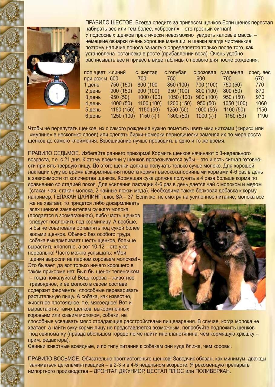 Собака овчарка щенок