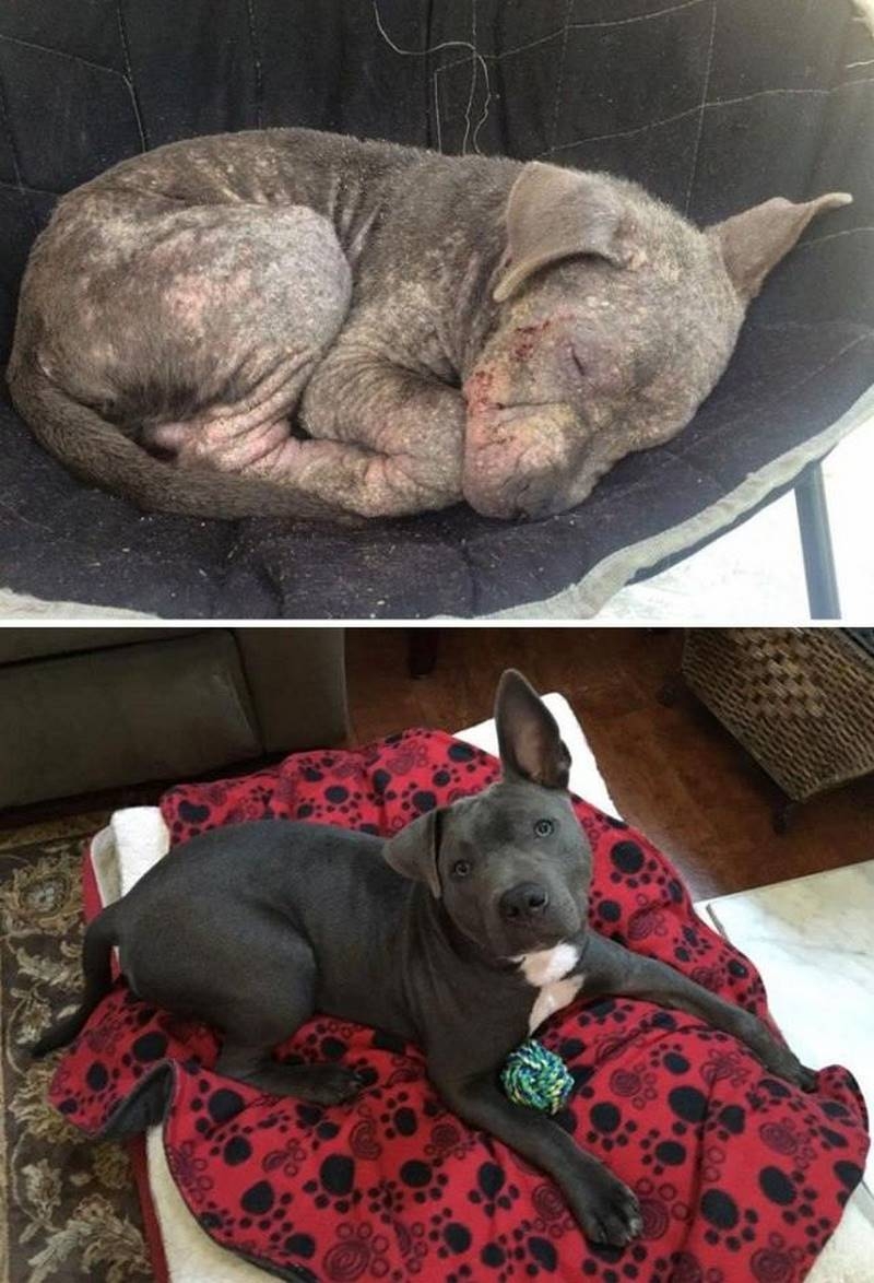 собаки фото до и после
